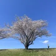 misakicの画像