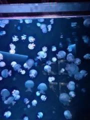 MOMOの画像
