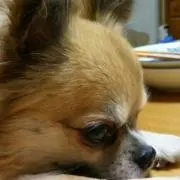 ロナウド