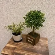 ミの画像
