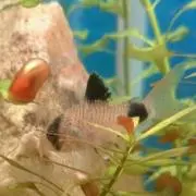 Pandaの画像