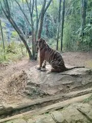 さくらの画像