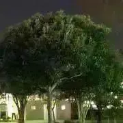 てふてふの画像