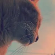 みーーーくんの画像
