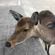 ぱとりしあ