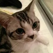 つっぴーくん