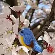 ぶるーばーど