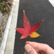 いまんの画像