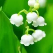 wako