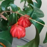 ピタンガの画像