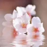 blossom✿