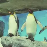 とやこ