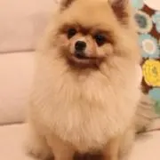 ゆめの画像
