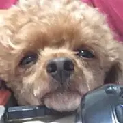 セナの画像