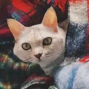 ねこココの画像