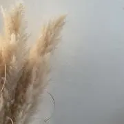 hou