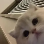 nの画像