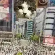 ひよこの画像