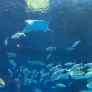 じゅごんの画像