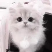 ✧︎ましゅ✧︎の画像