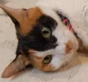 三毛猫愛の画像