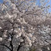 Janの画像