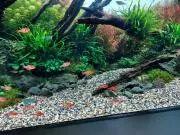 ぽこ麻呂(4日〜6日は発送できません)の画像
