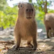 カクの画像