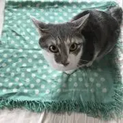 banimiの画像