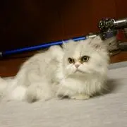 メルモちゃんの画像