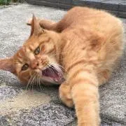 レオの画像