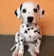 mogu
