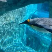 あや:)