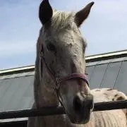 キャロットの画像