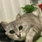 ミルママの画像