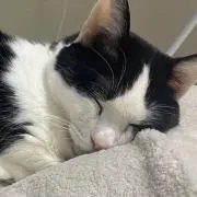 あやぽん