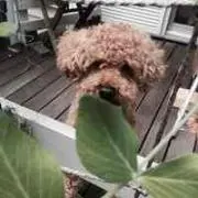 qoo726の画像