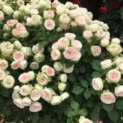 Koroの画像