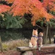 笑笑の画像