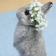 リリーの画像