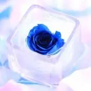 青子の画像