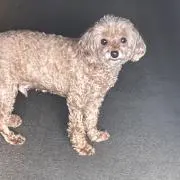 ゆゆまるコインの画像