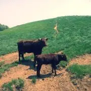 マクマホンマンの画像