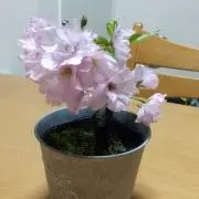 ぽったー
