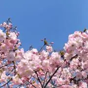 wabiiの画像