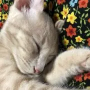 taabeの画像