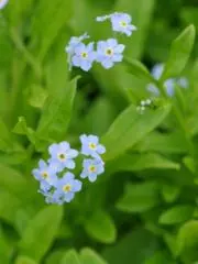 える(プロフィールものぞいてね)の画像