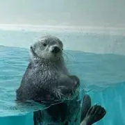 らっこっこ