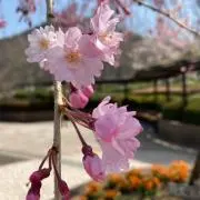 のぞみーるの画像