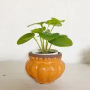 hoshiの画像